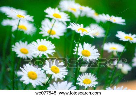 Shasta Daisies. Leucanthemum x superbum. May 2005, Maryland, USA View Large Photo Image Stock Photo - Shasta Daisies. Leucanthemum x superbum. May 2005, Maryland, USA. Fotosearch