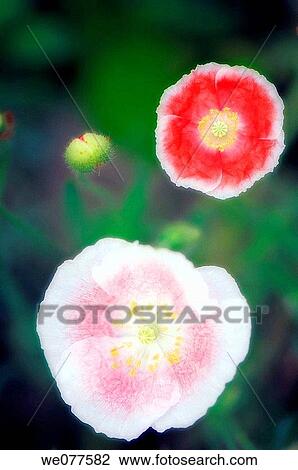 Shirley Poppies and Bud. Papaver rhoeas. July 2007, Maryland, USA View Large Photo Image Stock Image - Shirley Poppies and Bud. Papaver rhoeas. July 2007, Maryland, USA. Fotosearch