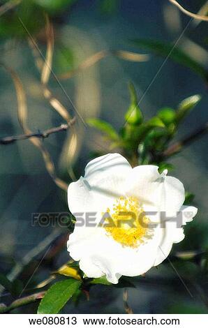 Single White Rose Flower. Rosa alba semi-plena. March 2008. South Carolina, USA. View Large Photo Image Stock Image - Single White Rose Flower. Rosa alba semi-plena. March 2008. South Carolina, USA.. Fotosearch
