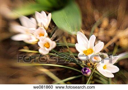 Snow Crocus. March 2006. Maryland, USA. View Large Photo Image Stock Image - Snow Crocus. March 2006. Maryland, USA.. Fotosearch