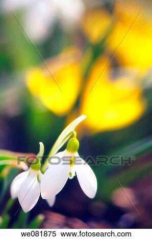 Snowdrop Duo. Galanthus nivalis. March 2007. Maryland, USA. View Large Photo Image Stock Photography - Snowdrop Duo. Galanthus nivalis. March 2007. Maryland, USA.. Fotosearch