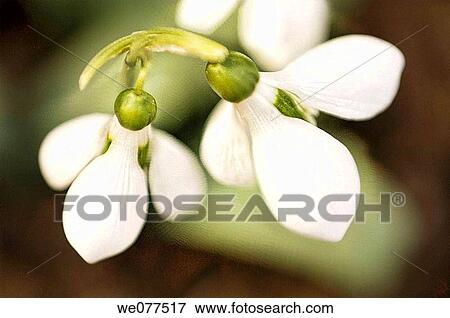 Snowdrop Flowers. Galanthus nivalis. February 2006, Maryland, USA View Large Photo Image Stock Photo - Snowdrop Flowers. Galanthus nivalis. February 2006, Maryland, USA. Fotosearch
