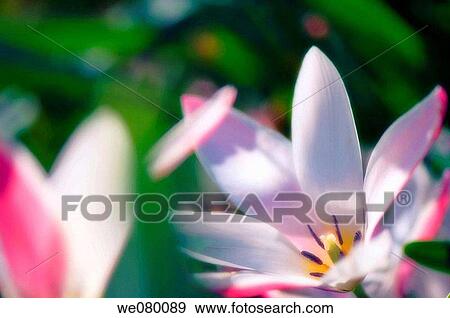 Species Tulips. Tulipa clusiana Lady Jane. April 2007, Maryland, USA View Large Photo Image Stock Photo - Species Tulips. Tulipa clusiana Lady Jane. April 2007, Maryland, USA. Fotosearch