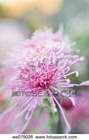 Spider Chrysanthemum hybrid. Dendranthema grandiflora. November 2007, Maryland, USA View Large Photo Image Stock Photograph - Spider Chrysanthemum hybrid. Dendranthema grandiflora. November 2007, Maryland, USA. Fotosearch