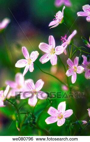 Stock Photograph - Spring Beauty. Claytonia virginica. April 2008. Maryland, USA.. Fotosearch