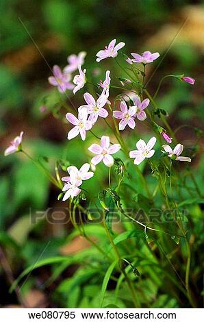 Stock Photography - Spring Beauty. Claytonia virginica. April 2008. Maryland, USA.. Fotosearch