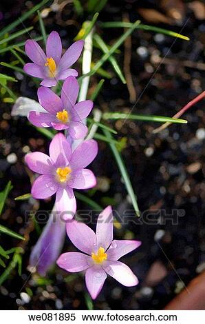 Spring Crocus Flower Chain. Crocus tommasinianus. March 2008. Maryland, USA. View Large Photo Image Stock Photography - Spring Crocus Flower Chain. Crocus tommasinianus. March 2008. Maryland, USA.. Fotosearch