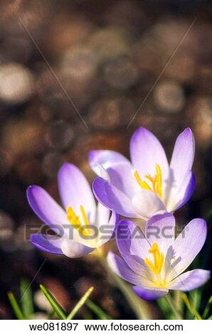 Spring Crocus Trio. Crocus tommasinianus Ruby Giant. March 2008. Maryland, USA. View Large Photo Image Stock Photo - Spring Crocus Trio. Crocus tommasinianus Ruby Giant. March 2008. Maryland, USA.. Fotosearch