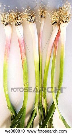 Spring garlic View Large Photo Image Stock Image - Spring garlic. Fotosearch