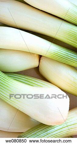 Spring onions View Large Photo Image Stock Image - Spring onions. Fotosearch