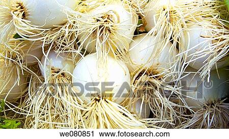 Spring onions View Large Photo Image Stock Image - Spring onions. Fotosearch