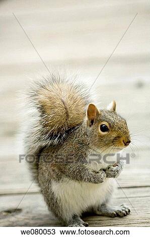 Squirrel. Sciurus carolinensis. February 2008, Maryland, USA View Large Photo Image Stock Image - Squirrel. Sciurus carolinensis. February 2008, Maryland, USA. Fotosearch