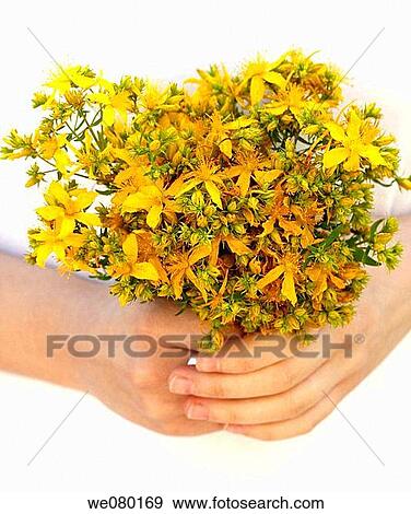 St John's Wort (Hype rforatum) View Large Photo Image Stock Photo - St John's Wort (Hype rforatum). Fotosearch
