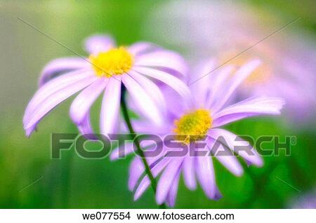 Swan River Daisies. Brachycome iberidifolia. May 2006, Maryland, USA View Large Photo Image Picture - Swan River Daisies. Brachycome iberidifolia. May 2006, Maryland, USA. Fotosearch
