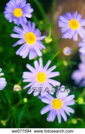 Swan River Daisies. Brachycome iberidifolia. June 2006, Maryland, USA View Large Photo Image Picture - Swan River Daisies. Brachycome iberidifolia. June 2006, Maryland, USA. Fotosearch