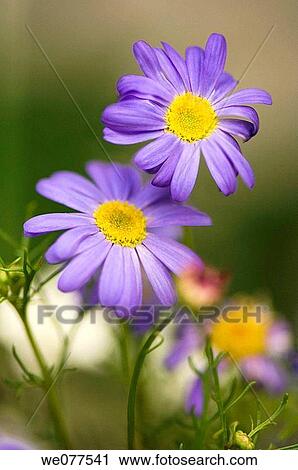Stock Image - Swan River Daisies. Brachycome. Brachycome lberidifolia. June 2006, Maryland, USA. Fotosearch