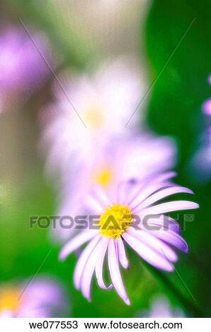 Stock Image - Swan River Daisies. Brachycome iberidifolia. May 2006, Maryland, USA. Fotosearch