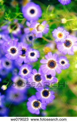 Stock Image - Swan River Daisies. Brachycome iberidifolia. July 2006, Maryland, USA. Fotosearch