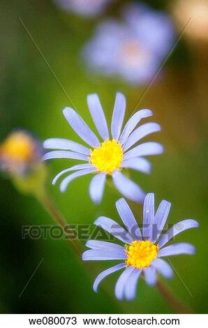 Stock Image - Swan River Daisies. Brachycome iberidifolia. September 2007, Maryland, USA. Fotosearch