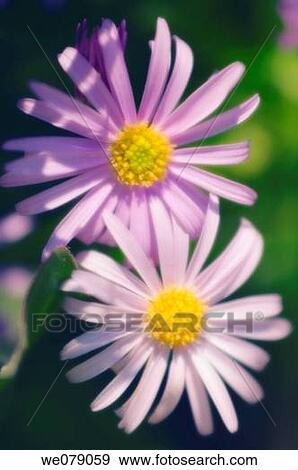 Swan River Daisies. Brachycome iberidifolia. May 2006, Maryland, USA View Large Photo Image Stock Photo - Swan River Daisies. Brachycome iberidifolia. May 2006, Maryland, USA. Fotosearch