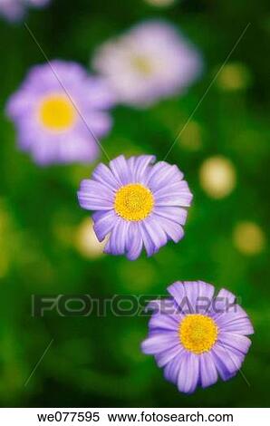 Swan River Daisies. Brachycome iberidifolia. June 2006, Maryland, USA View Large Photo Image Stock Photography - Swan River Daisies. Brachycome iberidifolia. June 2006, Maryland, USA. Fotosearch