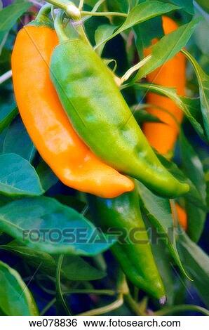 Sweet Peppers Growing. Capsicum annuum. September 2007, Maryland, USA View Large Photo Image Stock Photograph - Sweet Peppers Growing. Capsicum annuum. September 2007, Maryland, USA. Fotosearch