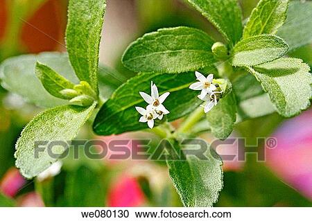 Sweetleaf (Stevia rebaudiana) View Large Photo Image Stock Image - Sweetleaf (Stevia rebaudiana). Fotosearch