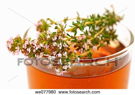 Thyme (Thymus vulgaris) infusion View Large Photo Image Stock Image - Thyme (Thymus vulgaris) infusion. Fotosearch