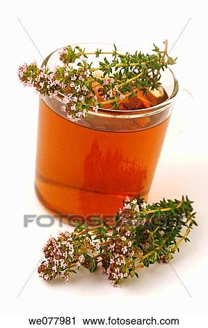 Thyme (Thymus vulgaris) infusion View Large Photo Image Stock Image - Thyme (Thymus vulgaris) infusion. Fotosearch