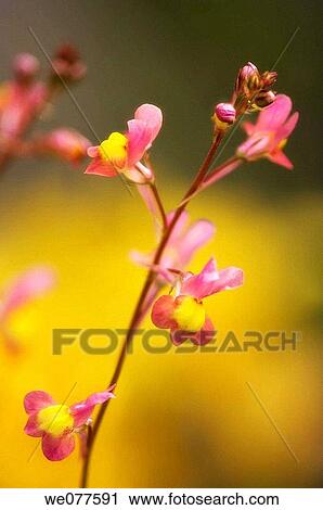 Stock Image - Toadflax. Linaria maroccana. July 2007, Maryland, USA. Fotosearch