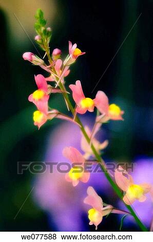 Toadflax. Linaria maroccana. July 2007, Maryland, USA View Large Photo Image Stock Photo - Toadflax. Linaria maroccana. July 2007, Maryland, USA. Fotosearch