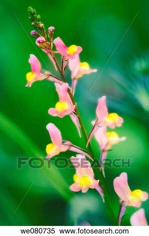 Toadflax. Linaria maroccana. June 2005. Maryland, USA. View Large Photo Image Stock Photography - Toadflax. Linaria maroccana. June 2005. Maryland, USA.. Fotosearch