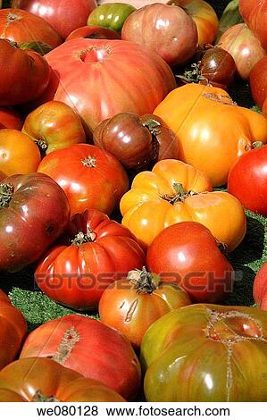 Tomatoes of various sizes and shapes, Farmers? Market, Santa Monica, California, USA View Large Photo Image Stock Photo - Tomatoes of various sizes and shapes, Farmers? Market, Santa Monica, California, USA. Fotosearch