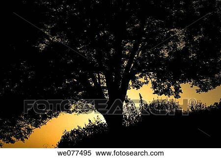 Tree in backlight, San Miguel de Aralar, Navarra, Spain View Large Photo Image Stock Photography - Tree in backlight, San Miguel de Aralar, Navarra, Spain. Fotosearch
