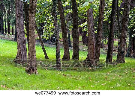 Trees View Large Photo Image Stock Photo - Trees. Fotosearch