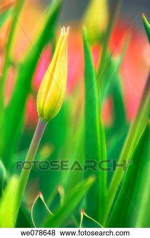 Tulip bud. Tulipa hybrid. April 2007, Maryland, USA View Large Photo Image Stock Photo - Tulip bud. Tulipa hybrid. April 2007, Maryland, USA. Fotosearch