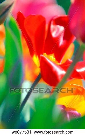 Stock Image - Tulip jungle. Tulipa hybrid. April 2007, Maryland, USA. Fotosearch