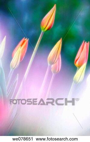 Tulips in the Mist. Tulipa hybrid. April 2007, Maryland, USA View Large Photo Image Stock Image - Tulips in the Mist. Tulipa hybrid. April 2007, Maryland, USA. Fotosearch