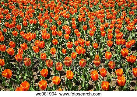 Tulips View Large Photo Image Picture - Tulips. Fotosearch