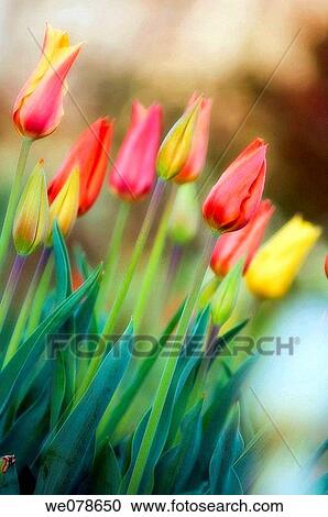 Tulips. Tulipa hybrid. April 2007, Maryland, USA View Large Photo Image Stock Image - Tulips. Tulipa hybrid. April 2007, Maryland, USA. Fotosearch