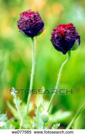 Two Black Peony Poppy Buds. Papaver paeoniflorum. July 2007, Maryland, USA View Large Photo Image Stock Photography - Two Black Peony Poppy Buds. Papaver paeoniflorum. July 2007, Maryland, USA. Fotosearch