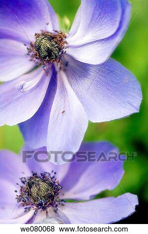 Two Blue Anemone Poppies. Anemone coronaria. May 2007, Maryland, USA View Large Photo Image Stock Photo - Two Blue Anemone Poppies. Anemone coronaria. May 2007, Maryland, USA. Fotosearch