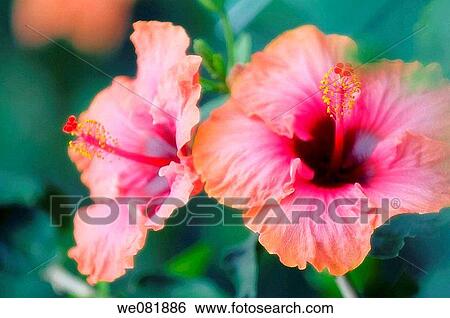 Two Bright China Rose Blooms. Hibiscus hybrid. May 2008. Maryland, USA. View Large Photo Image Stock Photograph - Two Bright China Rose Blooms. Hibiscus hybrid. May 2008. Maryland, USA.. Fotosearch
