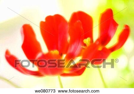 Two Bright Red Tulips. Tulipa hybrid. April 2007. Maryland, USA. View Large Photo Image Stock Image - Two Bright Red Tulips. Tulipa hybrid. April 2007. Maryland, USA.. Fotosearch