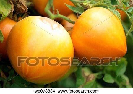 Two Bull's Heart Tomatoes Growing. Solanum lycopersicon. September 2007, Maryland, USA View Large Photo Image Picture - Two Bull's Heart Tomatoes Growing. Solanum lycopersicon. September 2007, Maryland, USA. Fotosearch