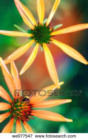 Two Coneflowers. Echinacea hybrid. June 2007, Maryland, USA View Large Photo Image Stock Photo - Two Coneflowers. Echinacea hybrid. June 2007, Maryland, USA. Fotosearch