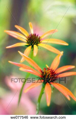 Two Coneflowers. Echinacea hybrid. June 2007, Maryland, USA View Large Photo Image Stock Photograph - Two Coneflowers. Echinacea hybrid. June 2007, Maryland, USA. Fotosearch