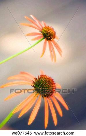 Two Coneflowers. Echinacea hybrid. June 2007, Maryland, USA View Large Photo Image Stock Photography - Two Coneflowers. Echinacea hybrid. June 2007, Maryland, USA. Fotosearch