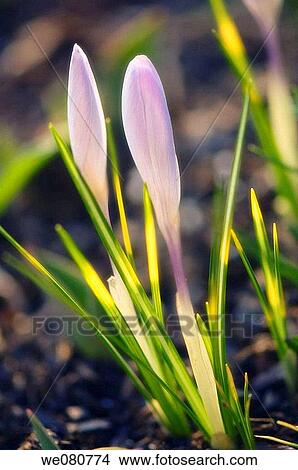 Two Crocus Buds. Crocus tommasinianus. March 2008. Maryland, USA. View Large Photo Image Picture - Two Crocus Buds. Crocus tommasinianus. March 2008. Maryland, USA.. Fotosearch