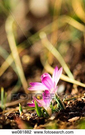 Two Crocuses in Bloom. Crocus tommasinianus. March 2007. Maryland, USA. View Large Photo Image Stock Image - Two Crocuses in Bloom. Crocus tommasinianus. March 2007. Maryland, USA.. Fotosearch
